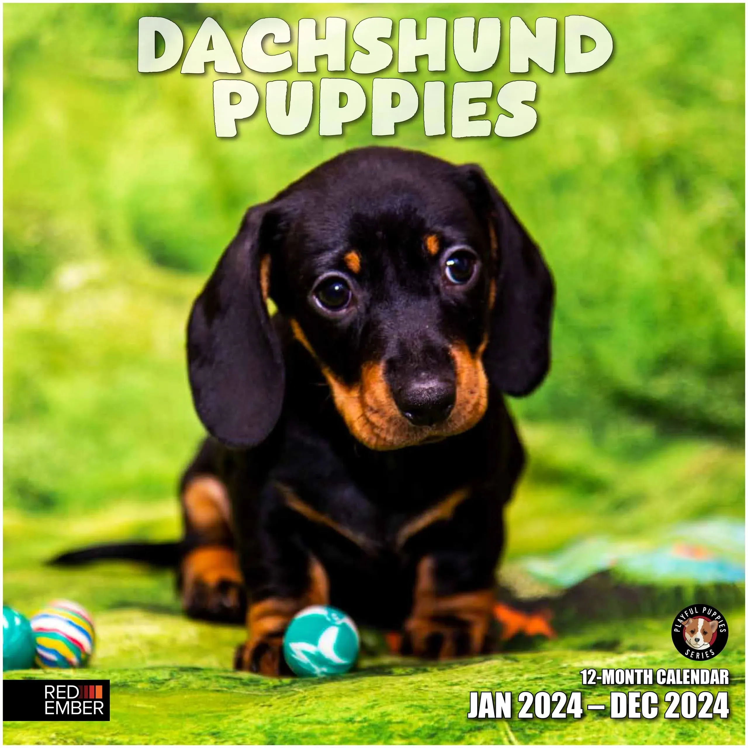 RED EMBER Dachshund Puppies 2024 Hangable Monthly Wall Calendar 12&#034; x 24&#034; Open