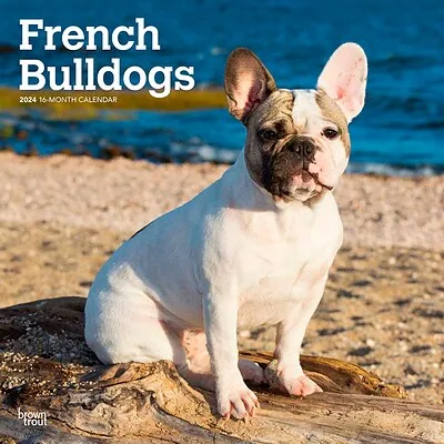 French Bulldog - 2024 Square Wall Calendar - by Red Robin Publishing - RR241052