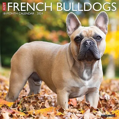 French Bulldog - 2024 Square Wall Calendar - by Red Robin Publishing - RR241052