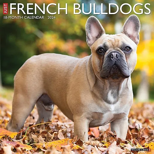 2024 Willow Creek Just French Bulldogs 12" x 12" Monthly Wall Calendar, Multicolor (33555)