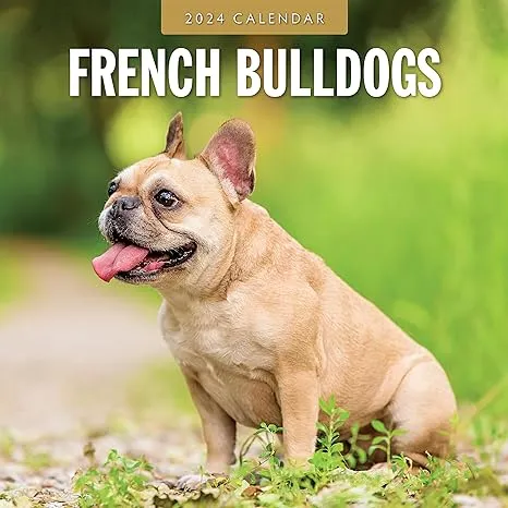 French Bulldog - 2024 Square Wall Calendar - by Red Robin Publishing - RR241052