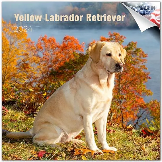 2024 2025 Labrador Yellow Calendar - Dog Breed Monthly Wall Calendar - 12 x 24 Open - Thick No-Bleed Paper - Giftable - Academic Teacher's Planner Calendar Organizing & Planning - Made in USA