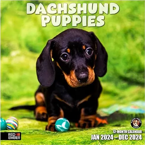 RED EMBER Dachshund Puppies 2024 Hangable Monthly Wall Calendar 12&#034; x 24&#034; Open